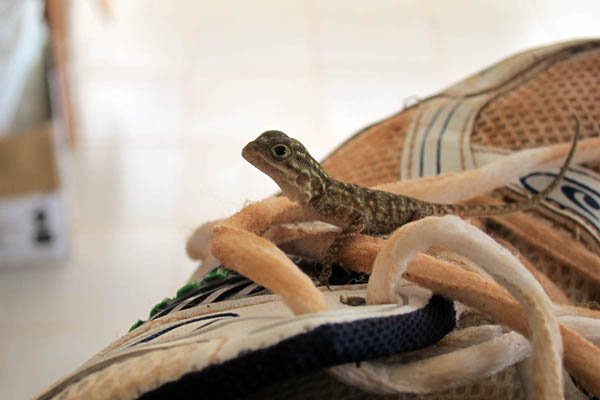 Little lizard caught on a shoe